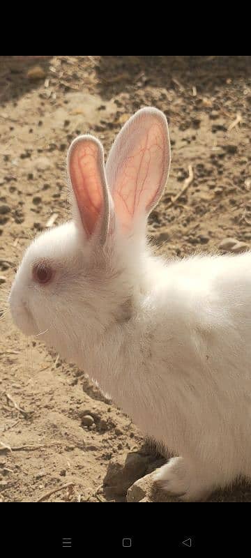 angora  2 male new zeland whait 2  female 2