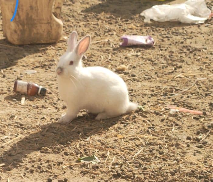 angora  2 male new zeland whait 2  female 3