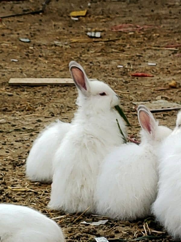 angora  2 male new zeland whait 2  female 4