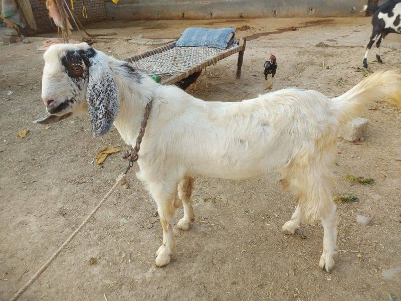 for sale goat 1