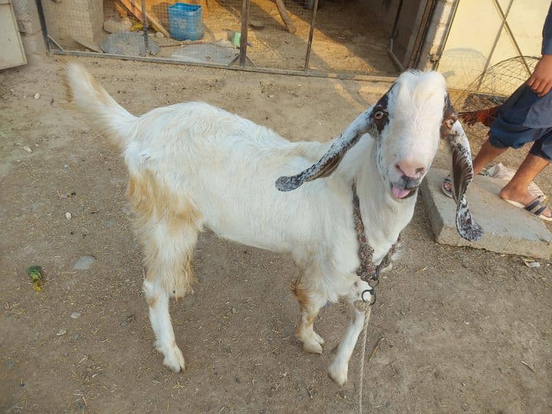 for sale goat 2