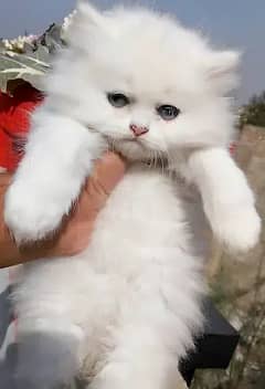 Persian triple coat kitten