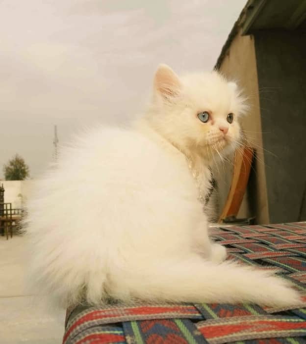 Persian triple coat kitten 3