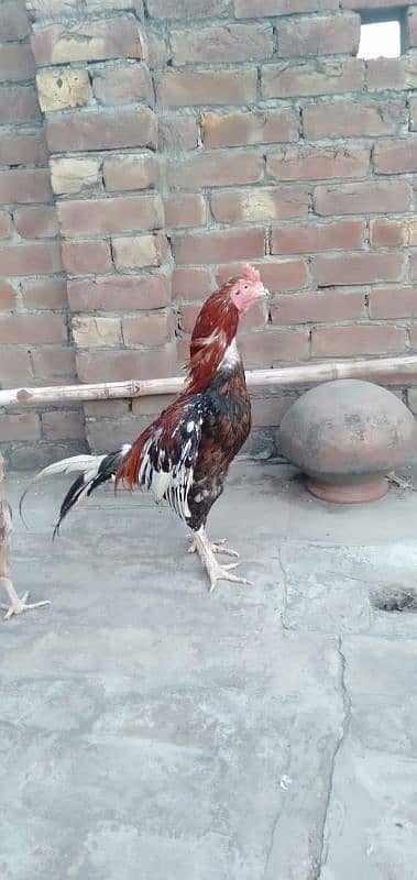 aseel mianwali breeder murga 0324,4298172 0