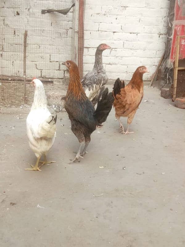 beautiful hens what's app 03289437857 1