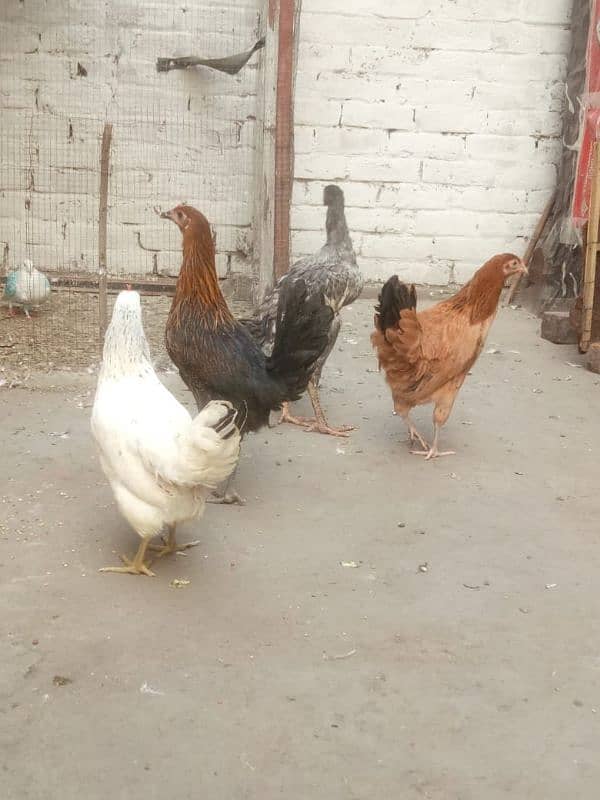 beautiful hens what's app 03289437857 2