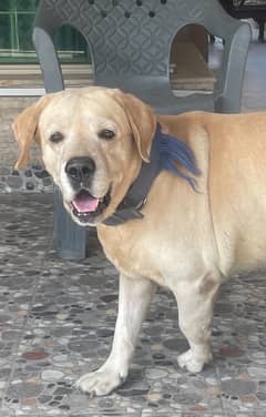 Golden Labrador beautiful dog for sale