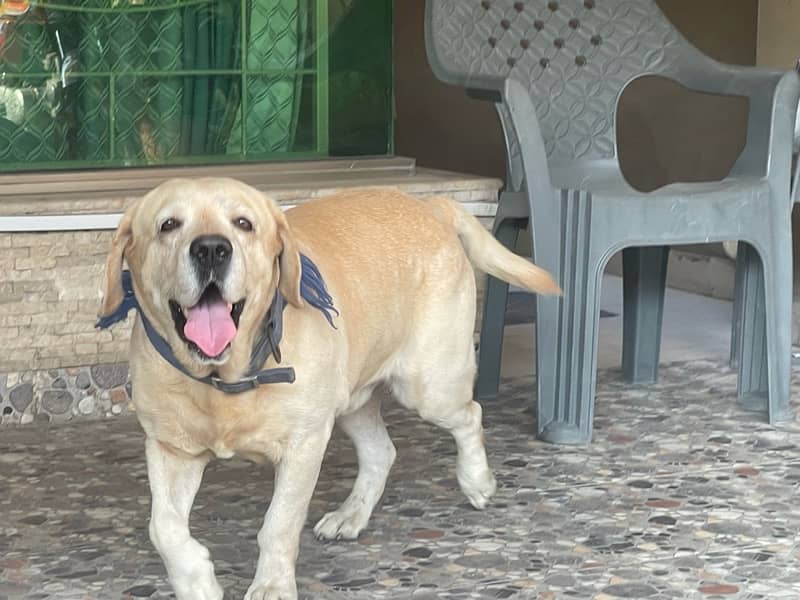 Golden Labrador beautiful dog for sale 1