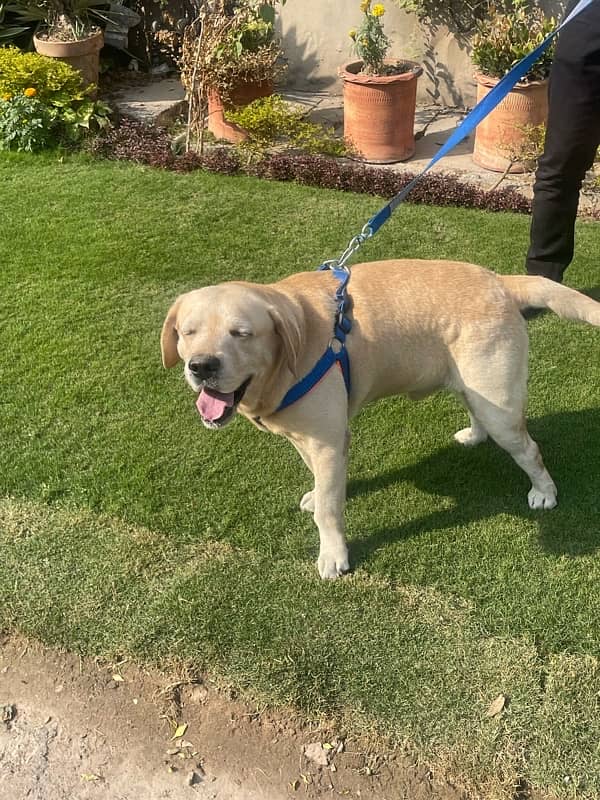 Golden Labrador beautiful dog for sale 2