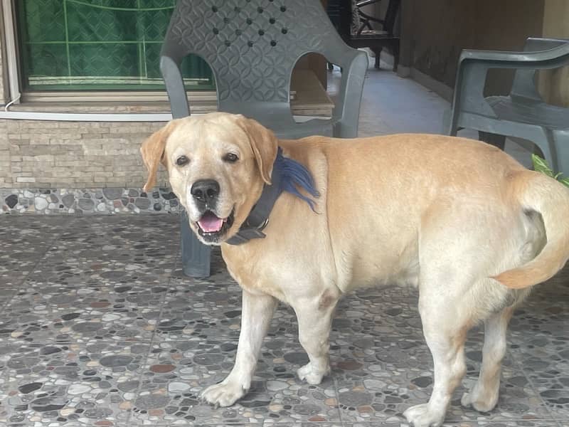 Golden Labrador beautiful dog for sale 3