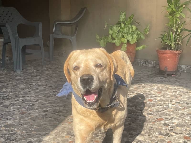 Golden Labrador beautiful dog for sale 4