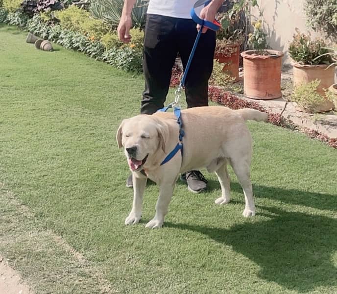 Golden Labrador beautiful dog for sale 5