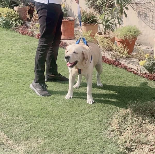 Golden Labrador beautiful dog for sale 6