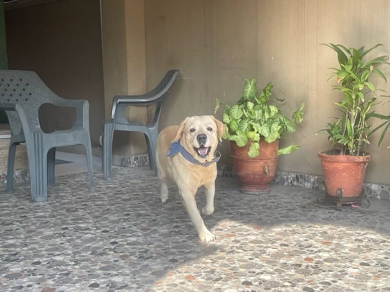 Golden Labrador beautiful dog for sale 8