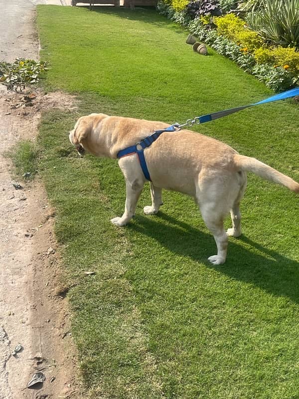 Golden Labrador beautiful dog for sale 9