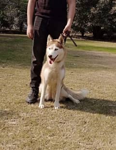 Siberian husky female available for farm house's