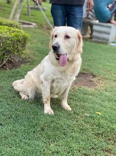 Golden retriever female