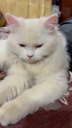 persian cat / cate female / cate / cat