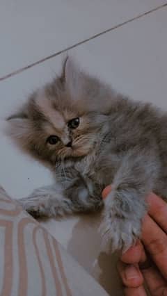 Persian kitten triple coat