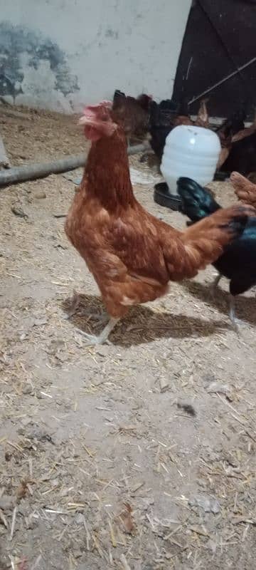 Golden Misri Egg laying Hen Desi murgi Female chick 0