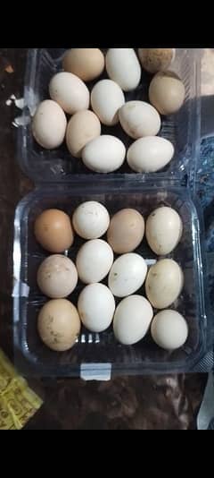 Original Pure Dasi Eggs