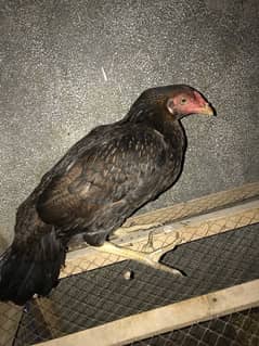 hen