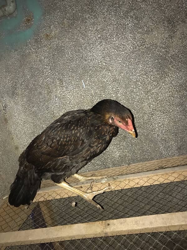 hen for sale 1