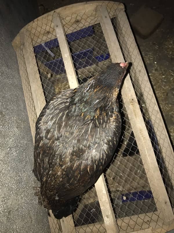 hen for sale 2