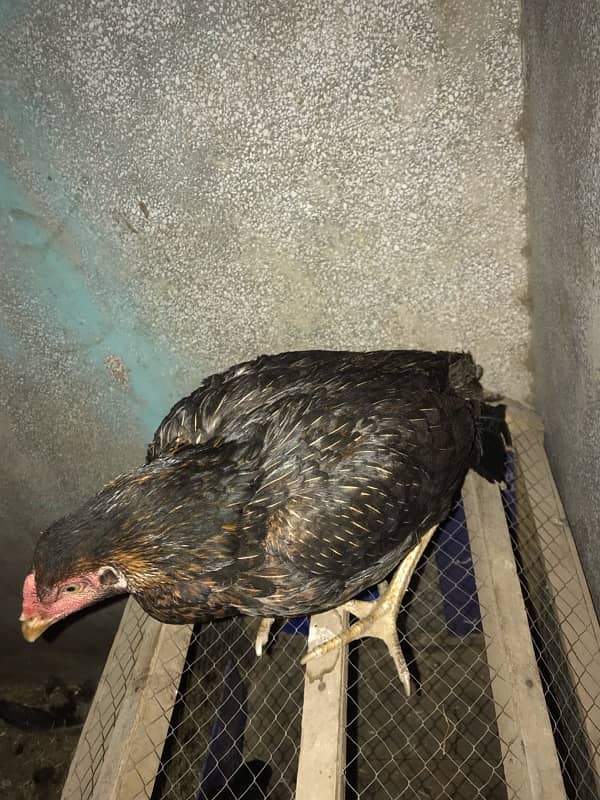 hen for sale 4