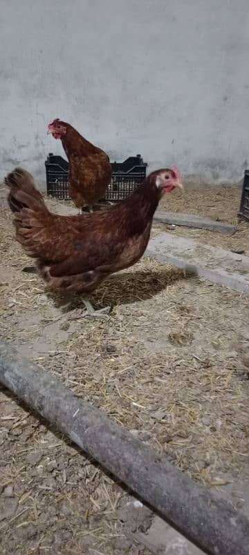 Golden Misri Egg laying Hen Desi murgi Female chick 4