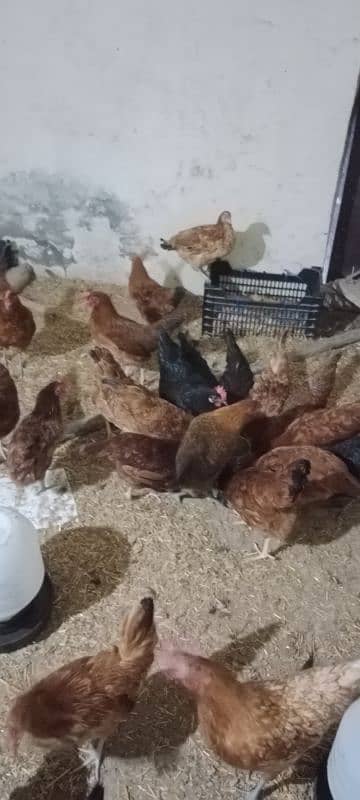 Golden Misri Egg laying Hen Desi murgi Female chick 6