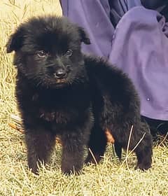 German Shepherd black mask puppy for sale