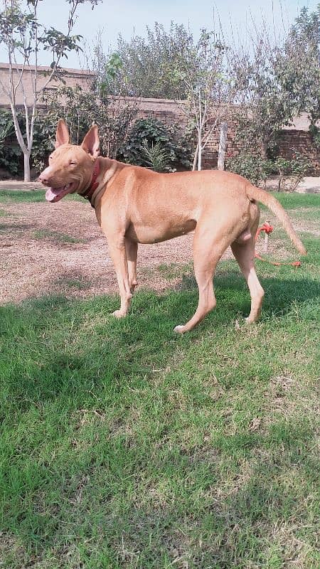 Pure Gultiar male dog for sale 03015304706 1