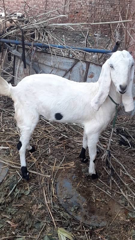 goat for sale || desi breed || desi bakri 0