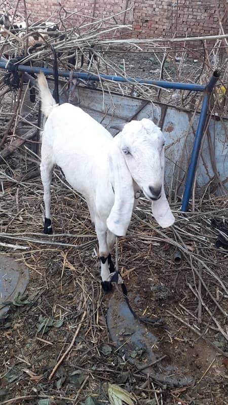 goat for sale || desi breed || desi bakri 2