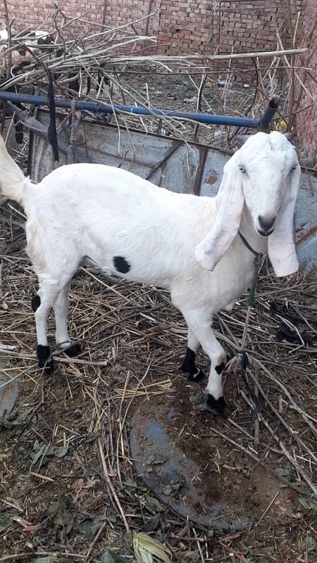 goat for sale || desi breed || desi bakri 3