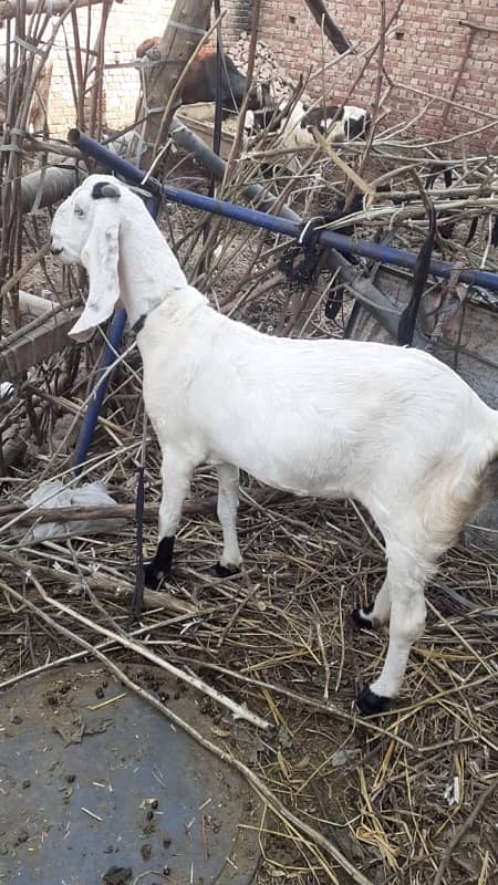 goat for sale || desi breed || desi bakri 4