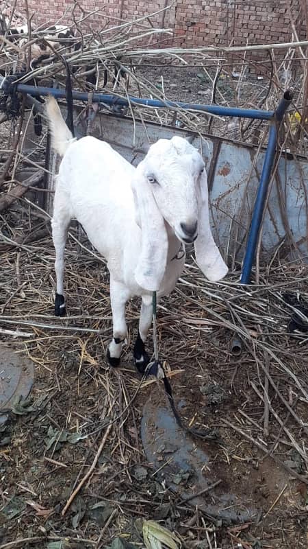 goat for sale || desi breed || desi bakri 5