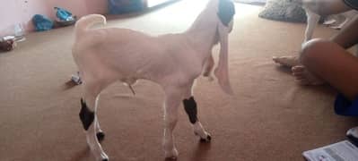 goat and baby for sales