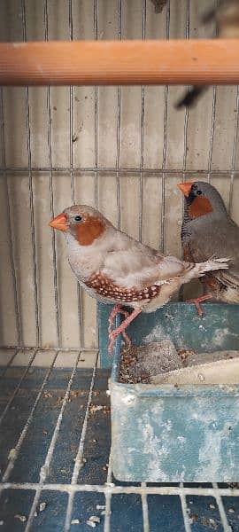 Mutations Finches 1