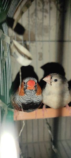 Mutations Finches 3