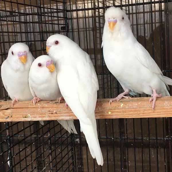 White and yellow red eays adult female Australian parrot 0