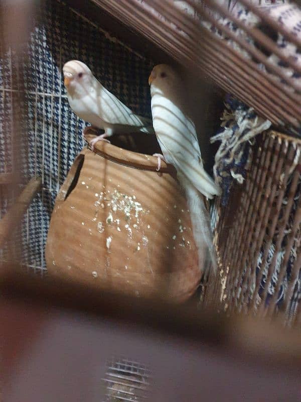 White and yellow red eays adult female Australian parrot 1