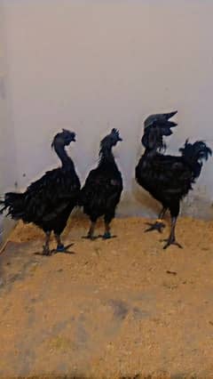 Ayam cemani fertail eggs for sell