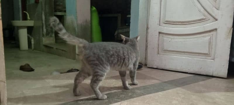 Persian breed 2