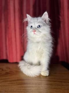 persian cat blue eyes triple coat