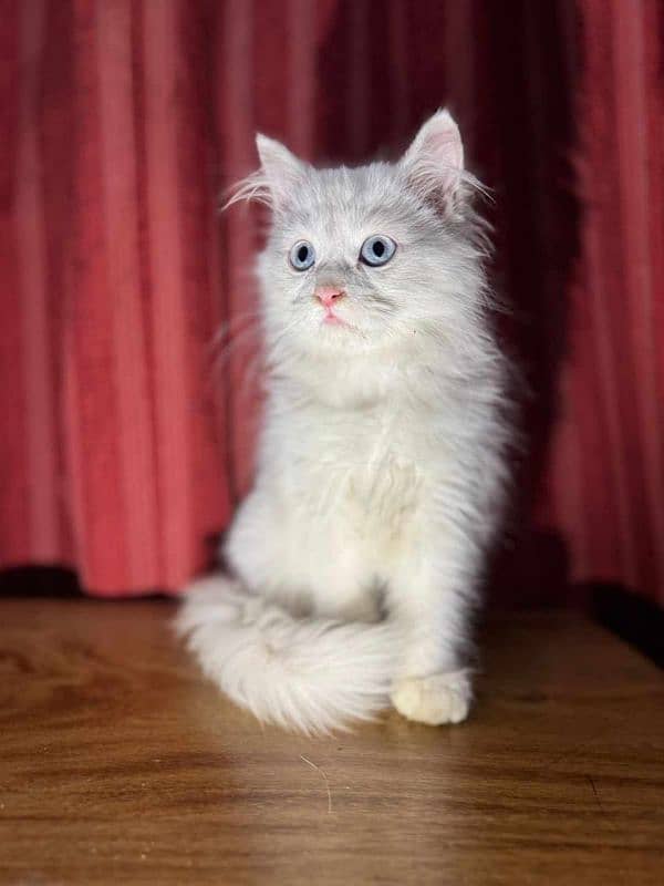 persian cat blue eyes triple coat 0