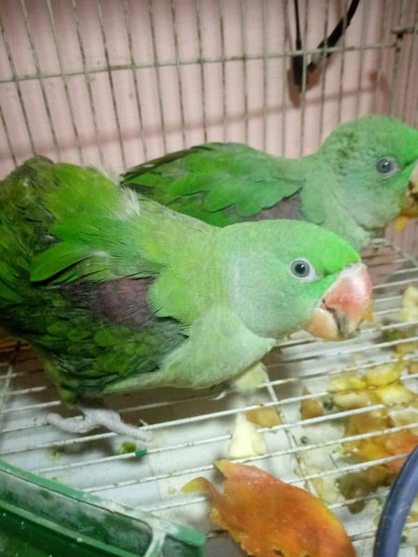 jambo raw parrot pair 0