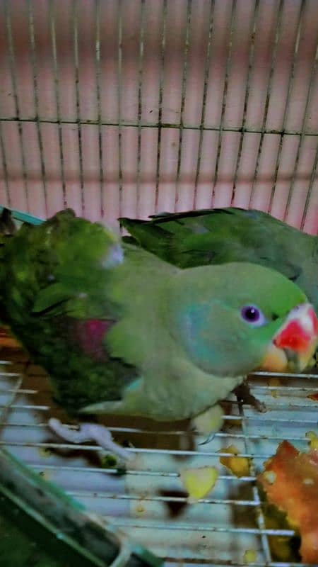 jambo raw parrot pair 1