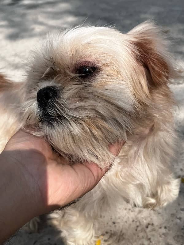 shitzu female dog  in Abbottabad 1